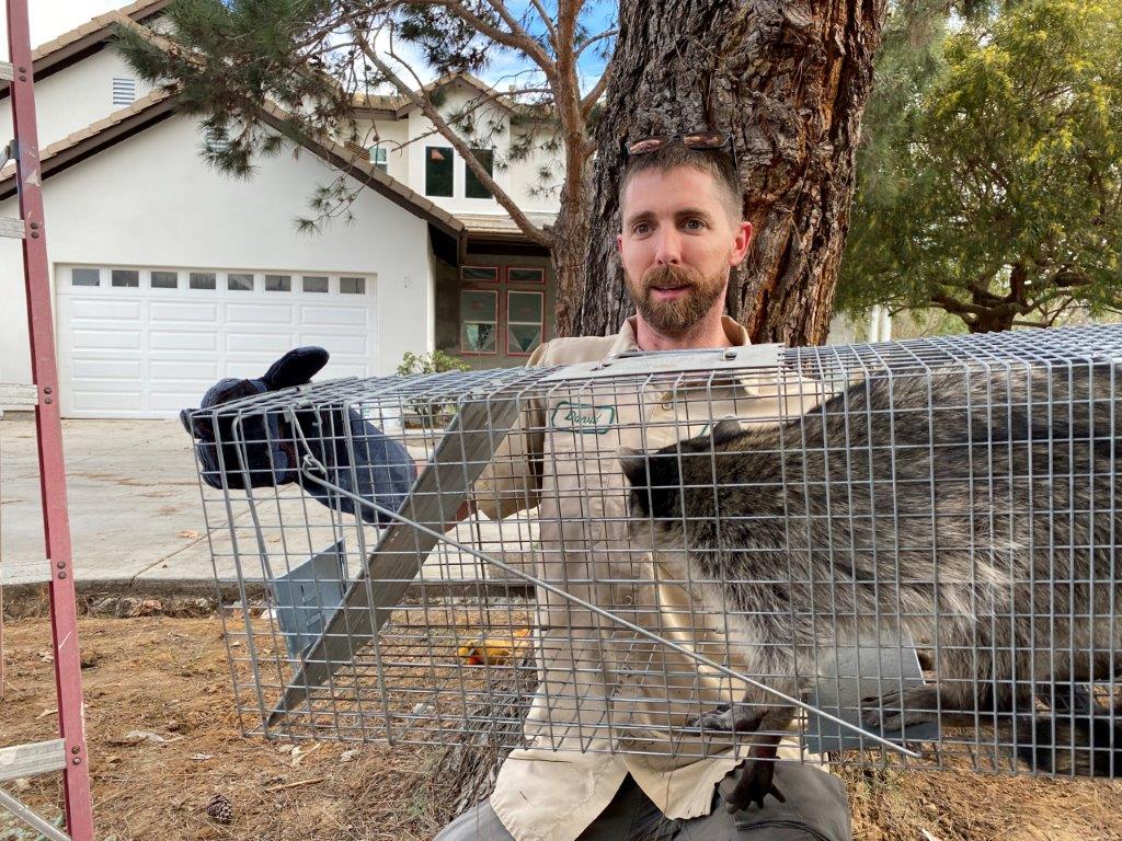 Chicago raccoon trapping